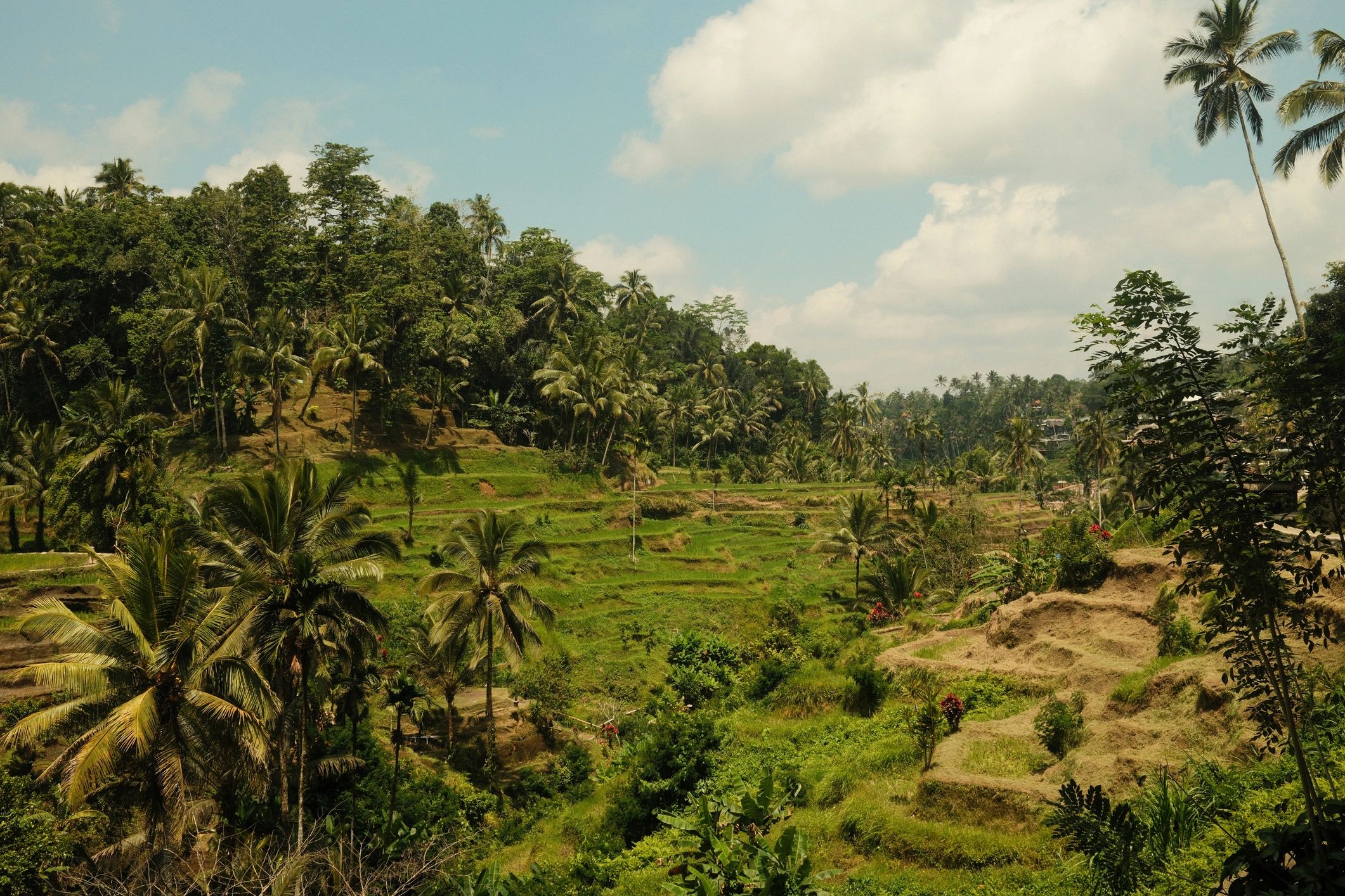 Rice terraces in Indonesia